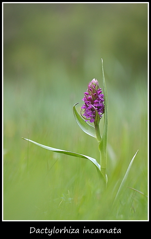 Dactylorhiza incarnata